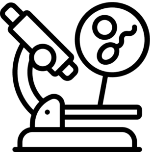 simplified drawing of a microscope with a slide on it that shows an egg being fertilised